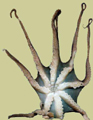 Bild erfrorener Tintenfisch